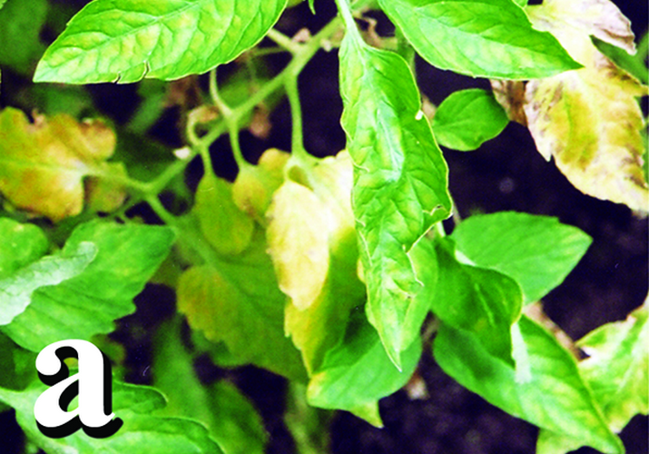 Вертициллёзное увядание томата