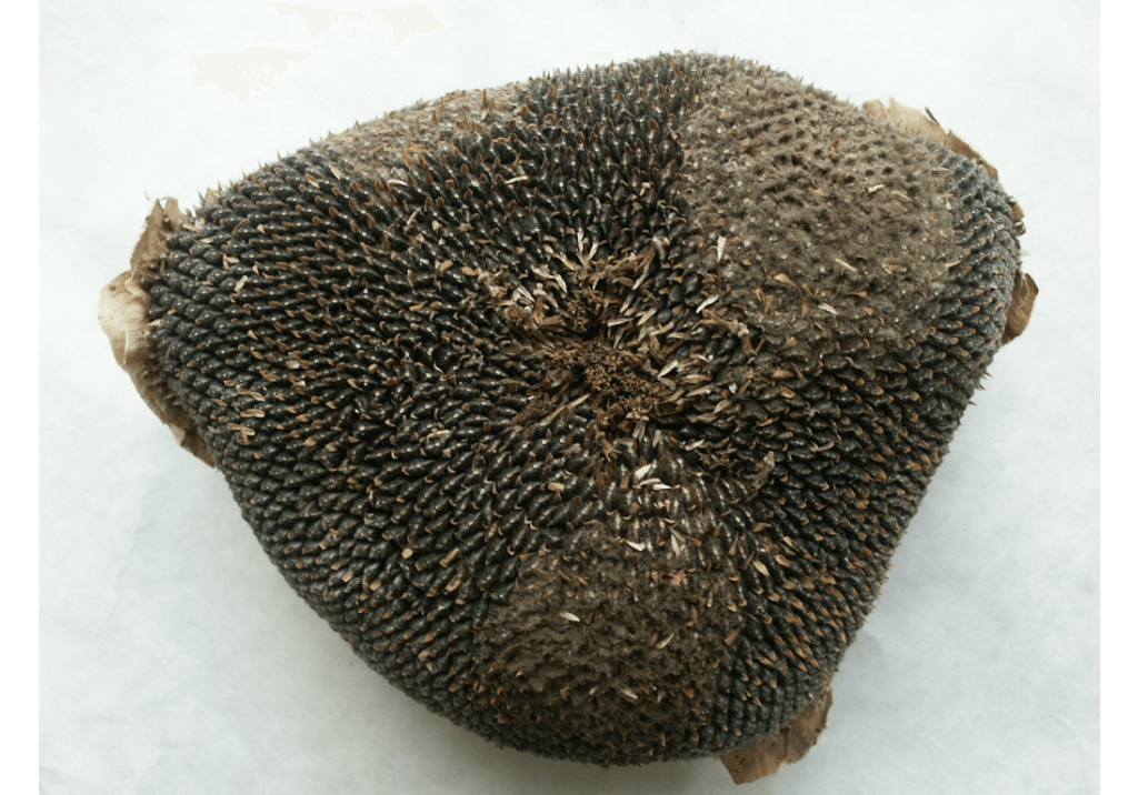 Серая гниль подсолнечника