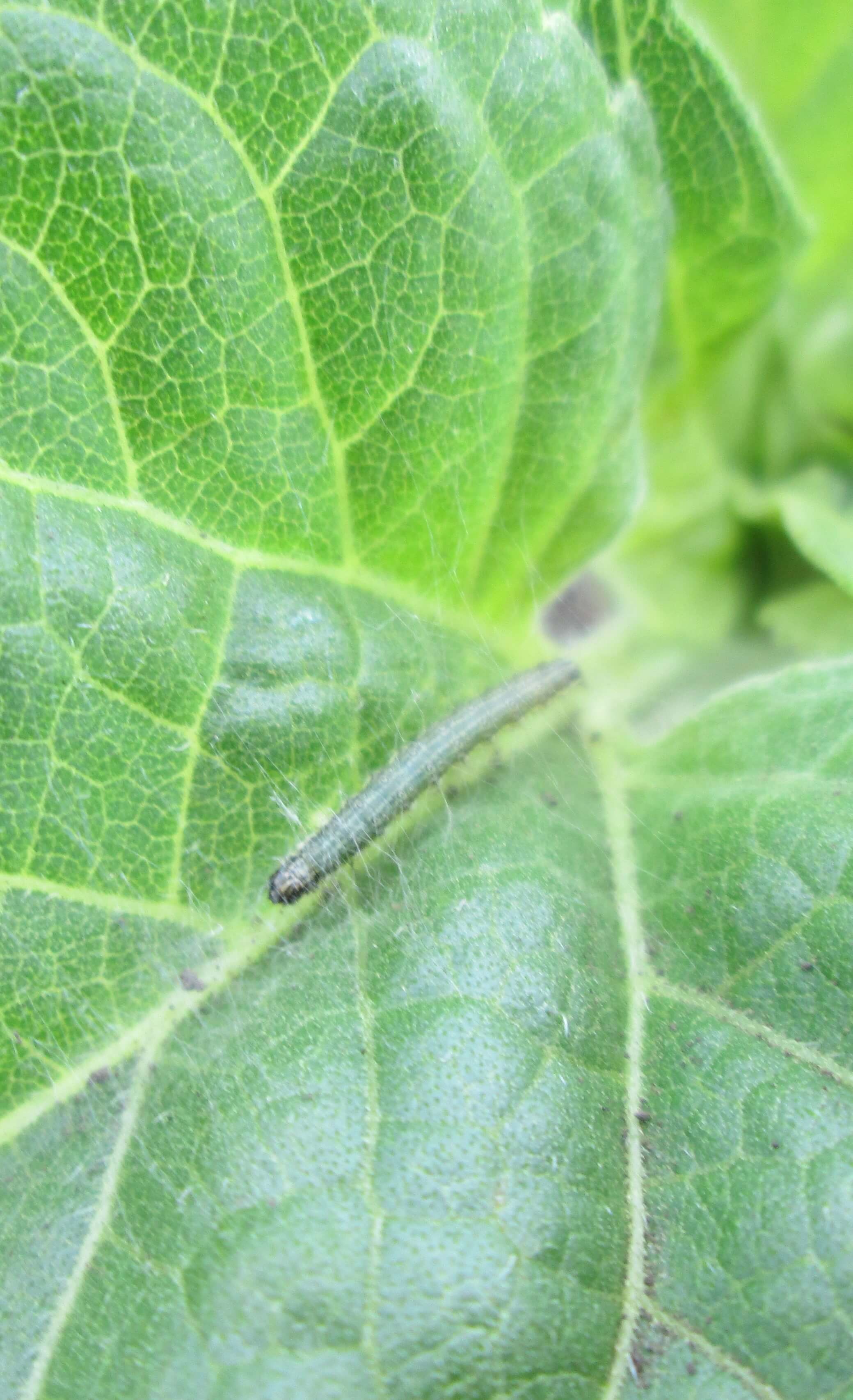 Луговой мотылек