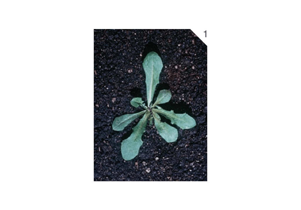 Одуванчик лекарственный