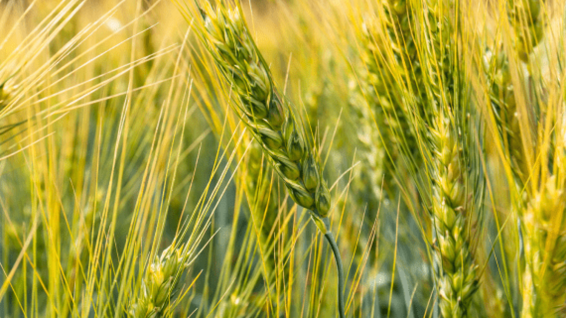 Озимая пшеница. Агроцентр Орел 2025