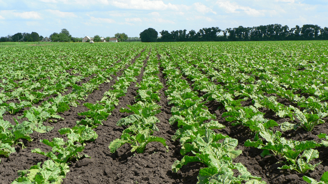 Возбудители гнилей корнеплодов сахарной свёклы, фото