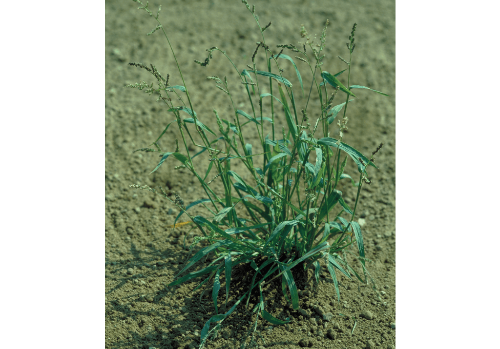 Просо куриное