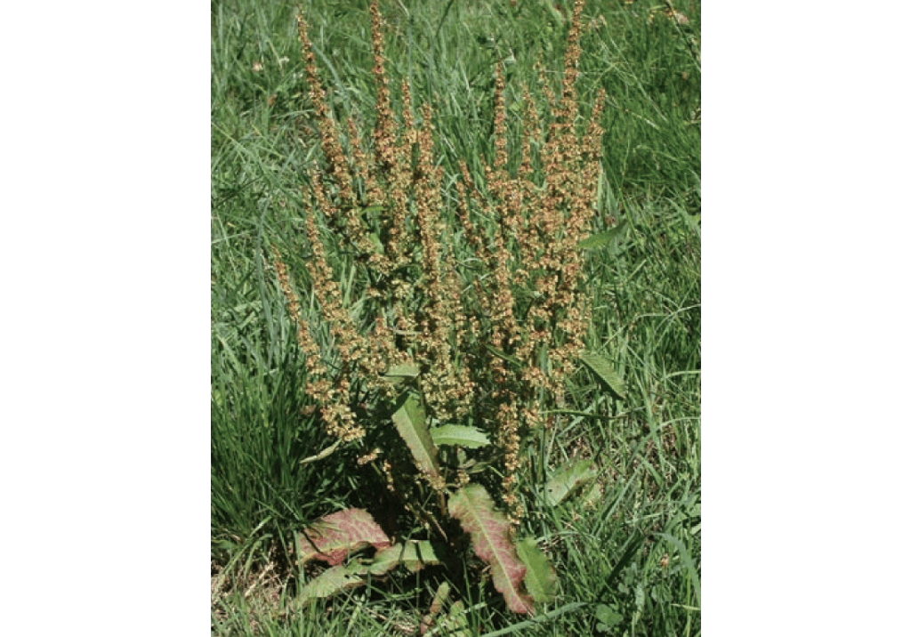 Щавель курчавый