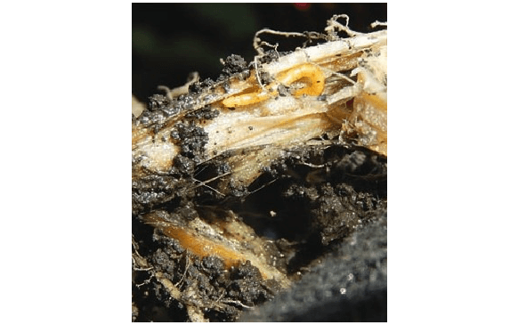 Проволочники (личинки жуков-щелкунов)