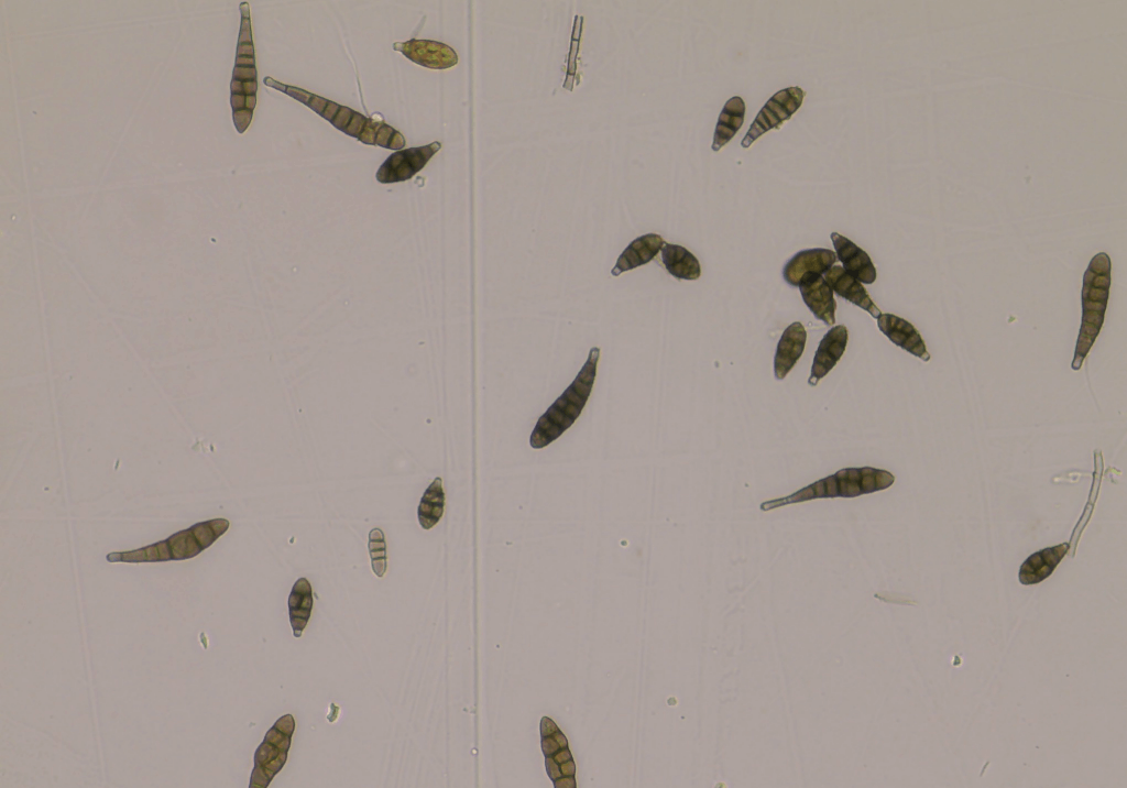 Альтернариоз рапса