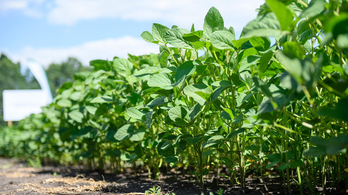 Технология опрыскивания сои