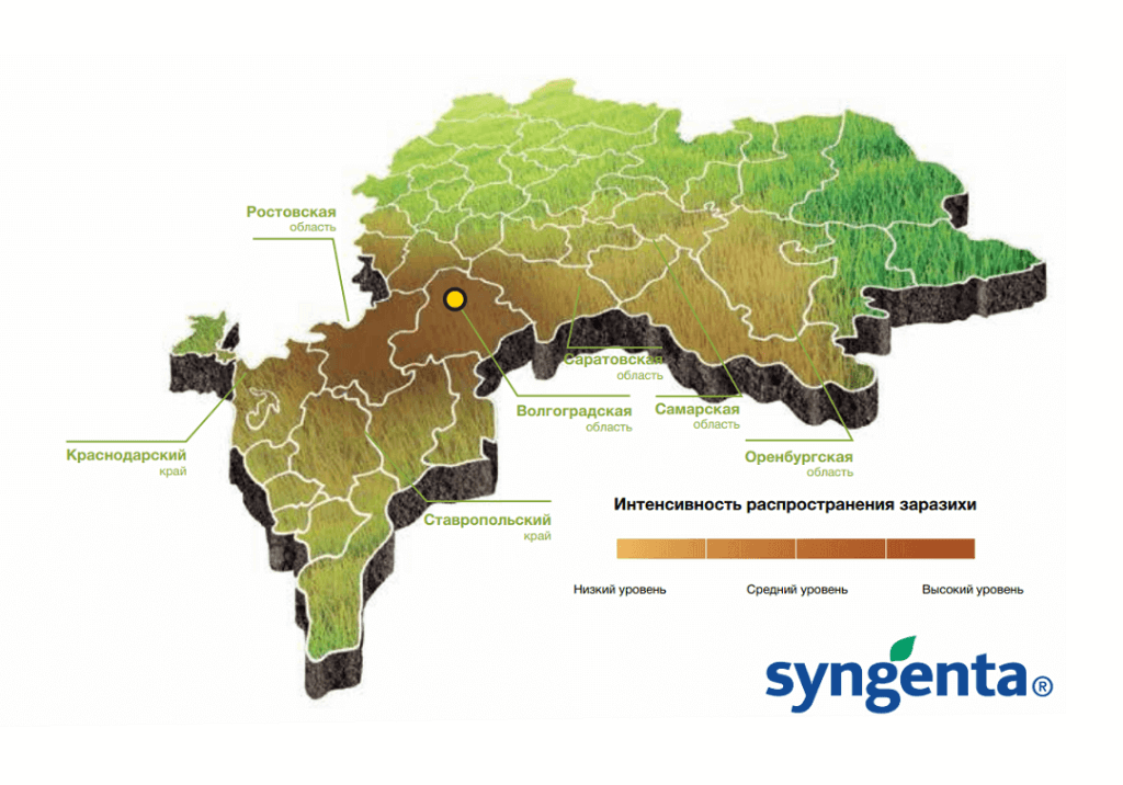 Заразиха кумская (подсолнечная)