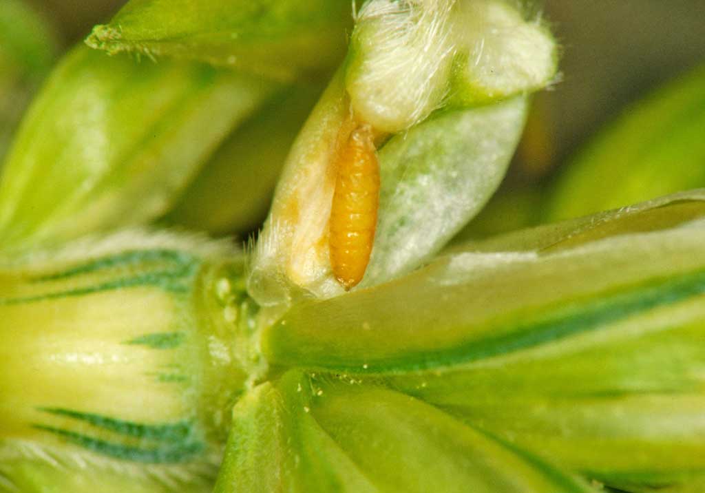 Желтая злаковая галлица