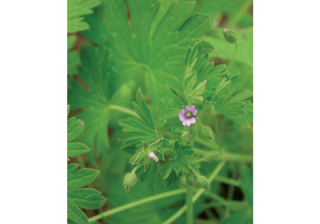 Герань пиренейская