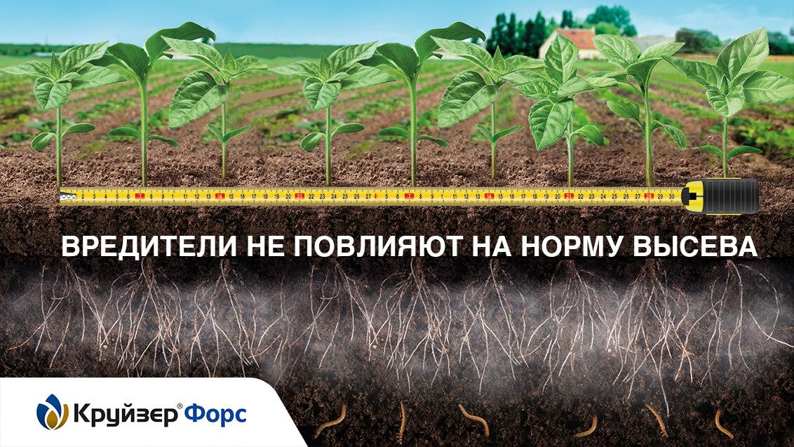 Выгодная защита семян подсолнечника