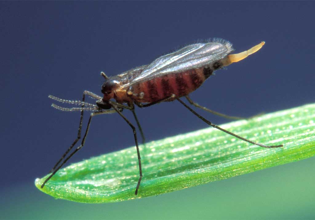 Гессенская муха