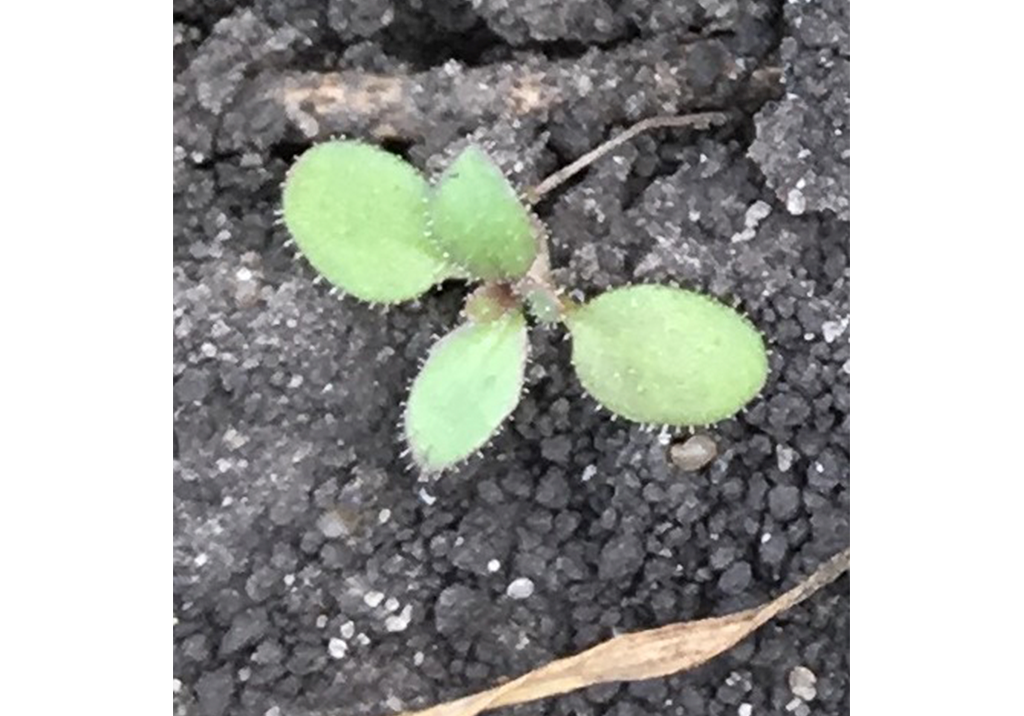 Гулявник Лёзеля