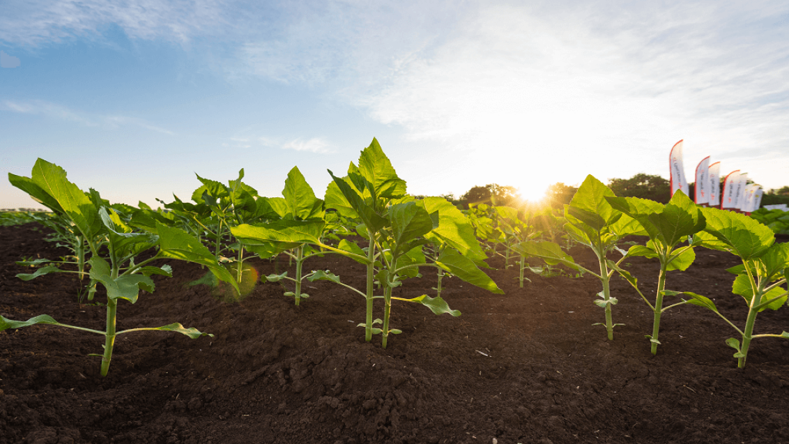 ЛИСТЕГО® Про. Проверено на полях России