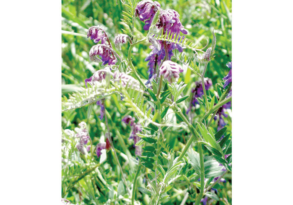 Вика мохнатая