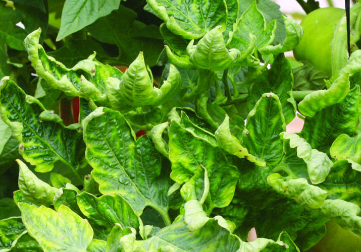 Мозаика пепино