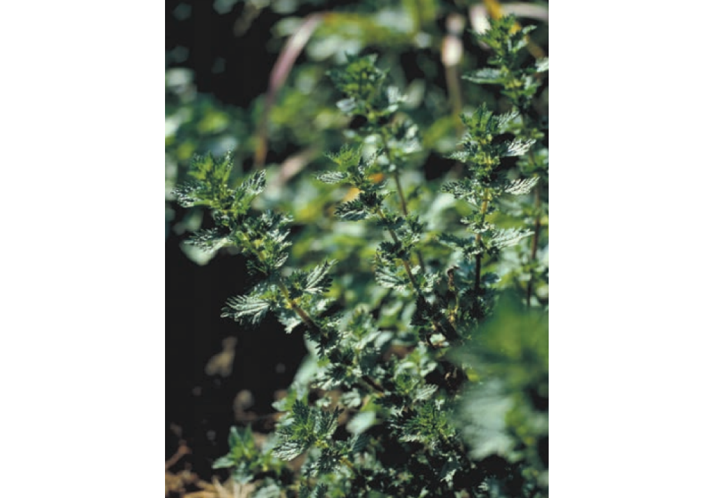 Крапива жгучая