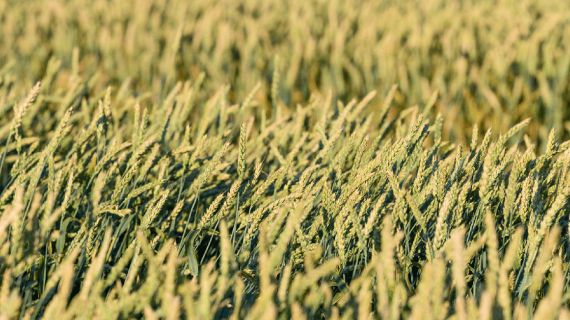 Волжские поля. Саратов 2024