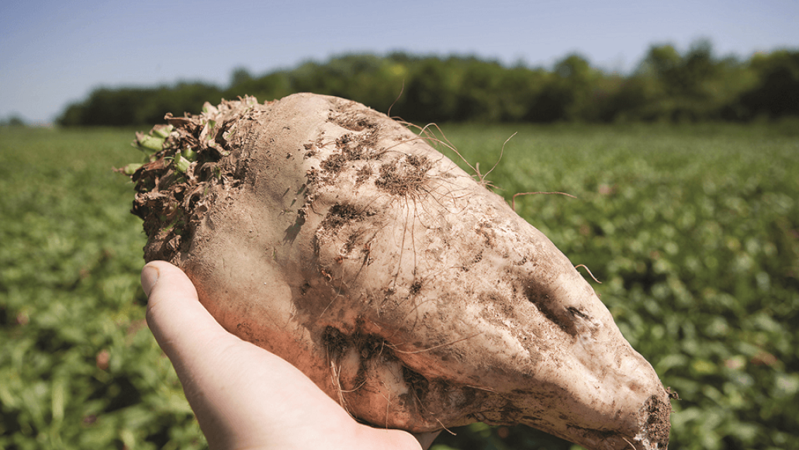Севооборот сахарной свеклы и почва для нее, фото