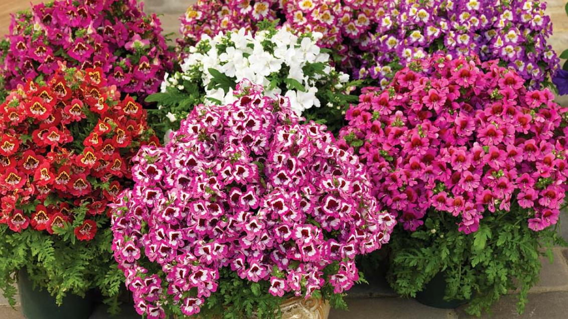 Схизантус: промышленная технология выращивания, фото