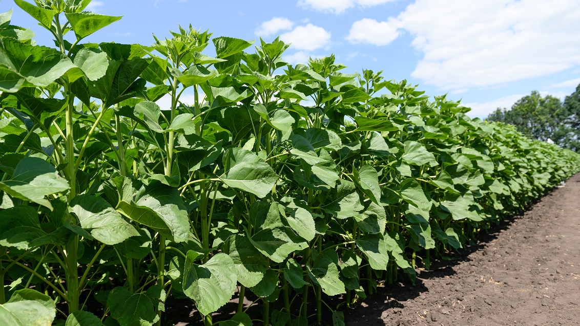 Технология опрыскивания подсолнечника