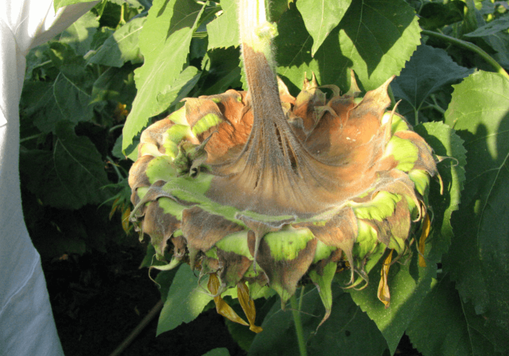 Сухая гниль подсолнечника