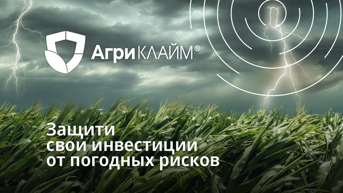 Кукуруза под защитой Агриклайм®: как работает программа