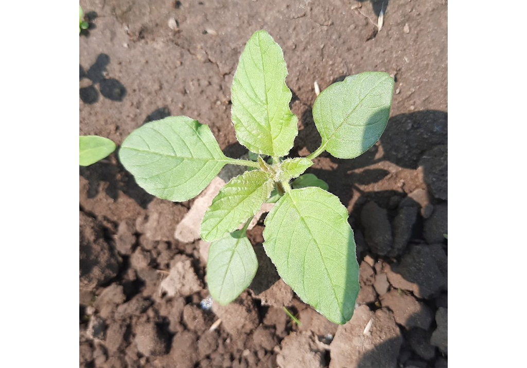 Паслен черный