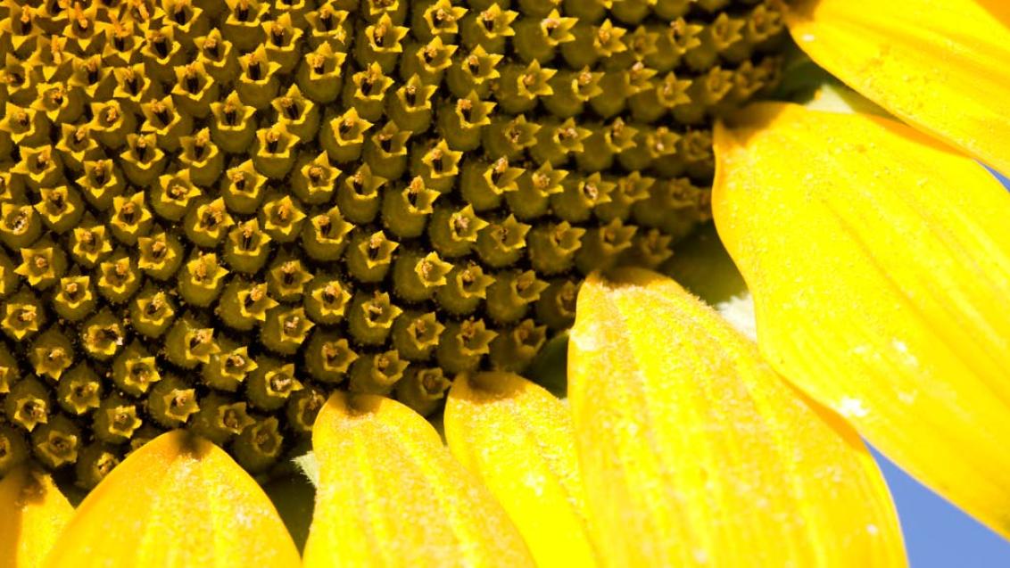 Высокоолеиновый подсолнечник: факты и перспективы