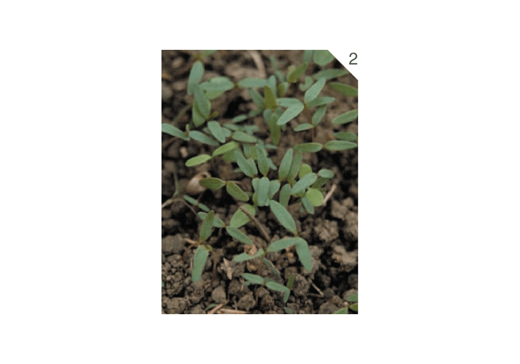 Щирица белая