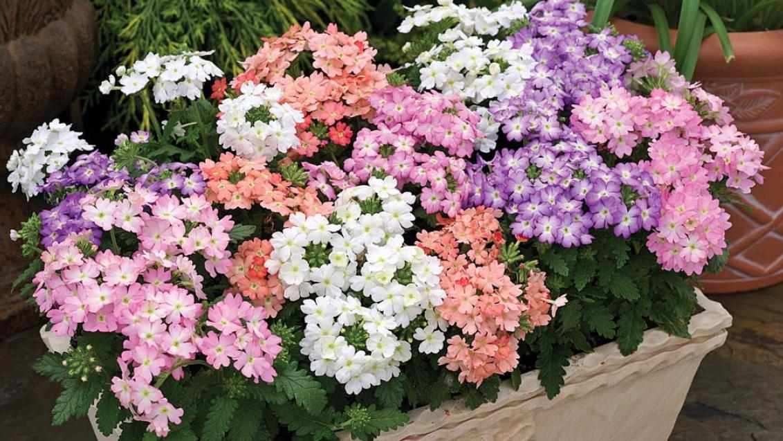 Вербена гибридная: технология выращивания из семян