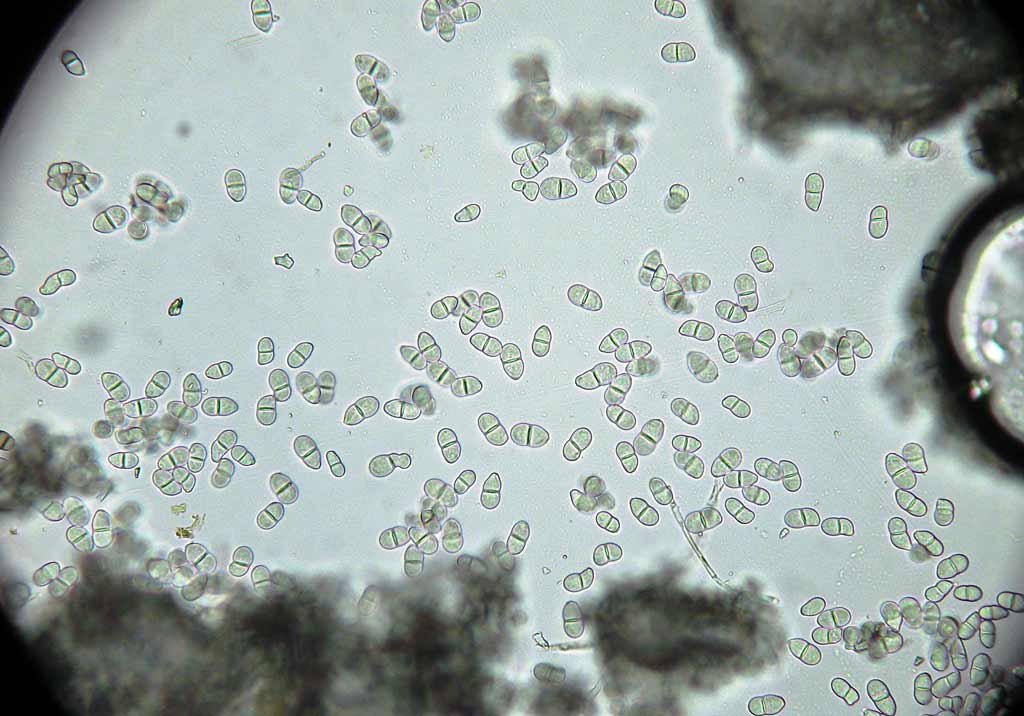 Розовая плесневидная гниль винограда