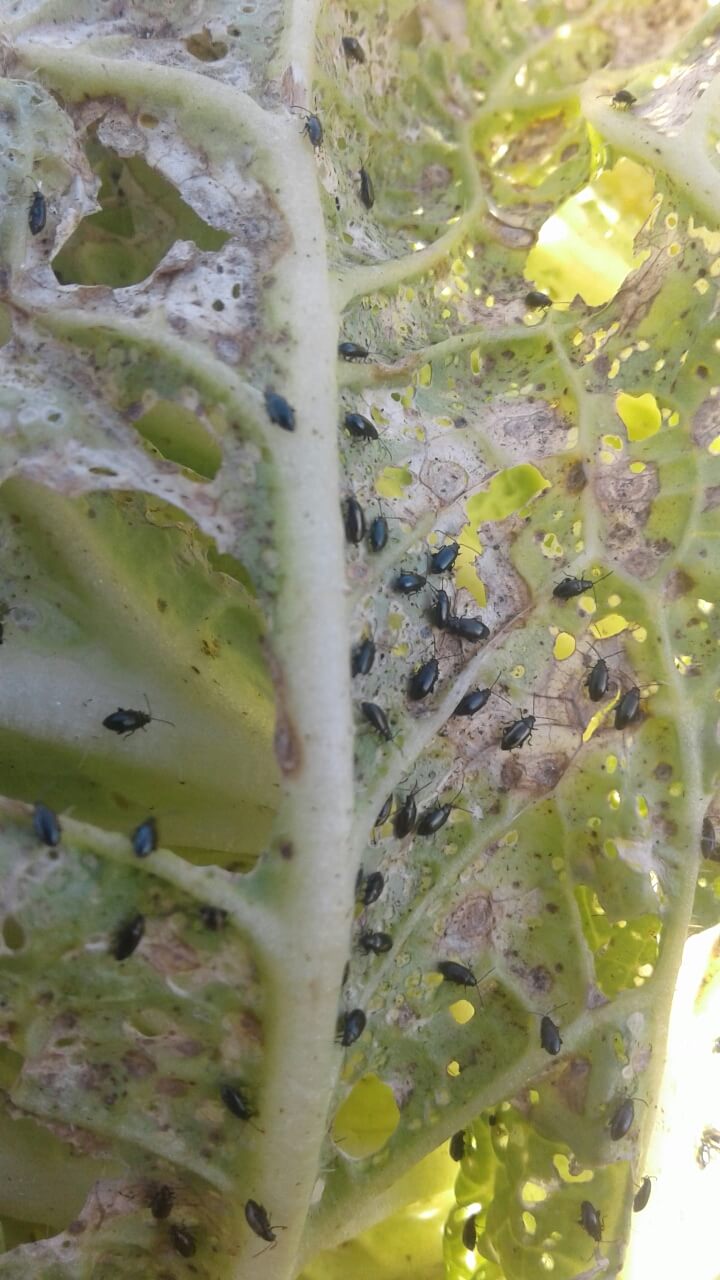 Крестоцветные блошки