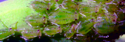 Зеленая, персиковая, или оранжерейная тля