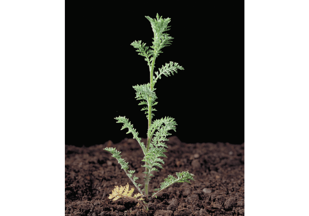 Дескурения Софии