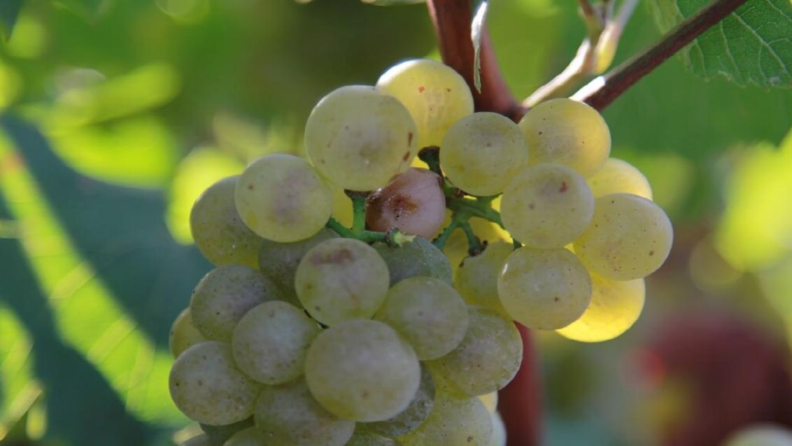 Не дайте хлопковой совке испортить ваш виноград!