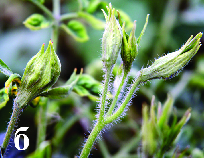 Столбур томата