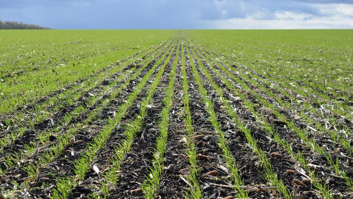 Какой фундамент хорошего урожая озимых зерновых культур в 2018 году?