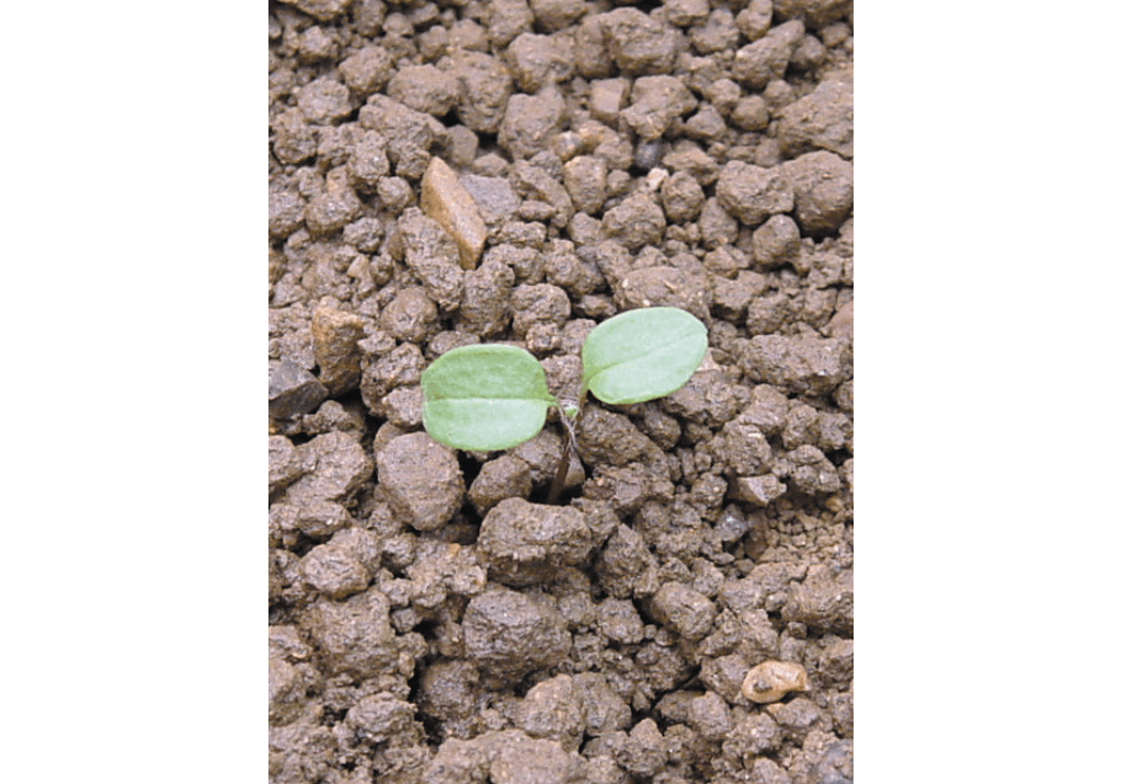 Вероника плющелистная