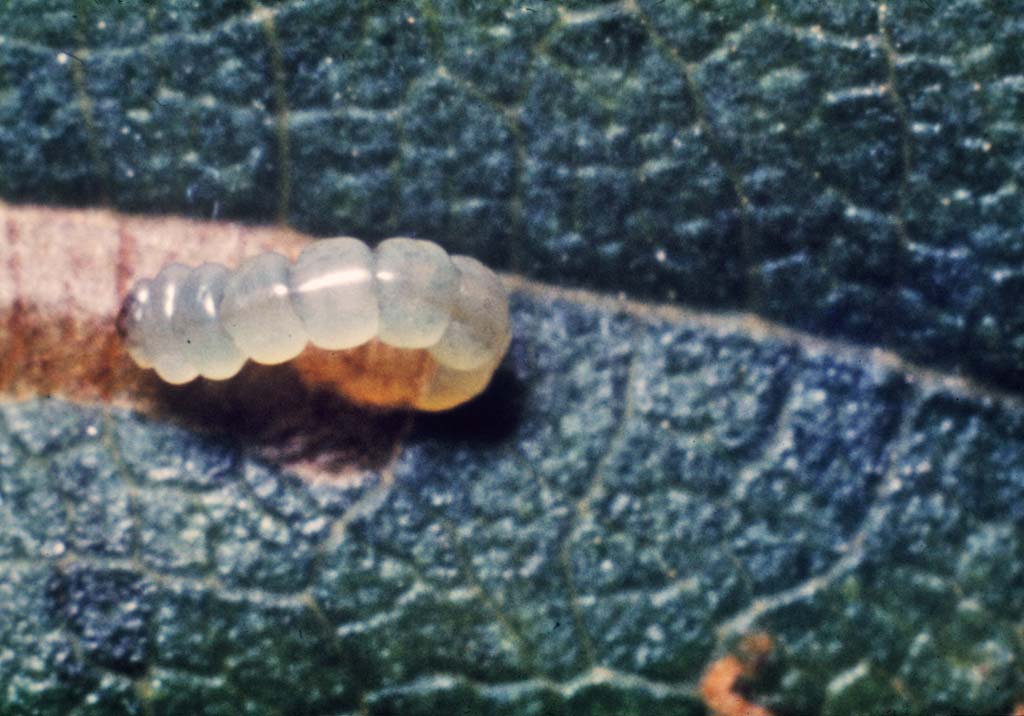 Минирующие моли