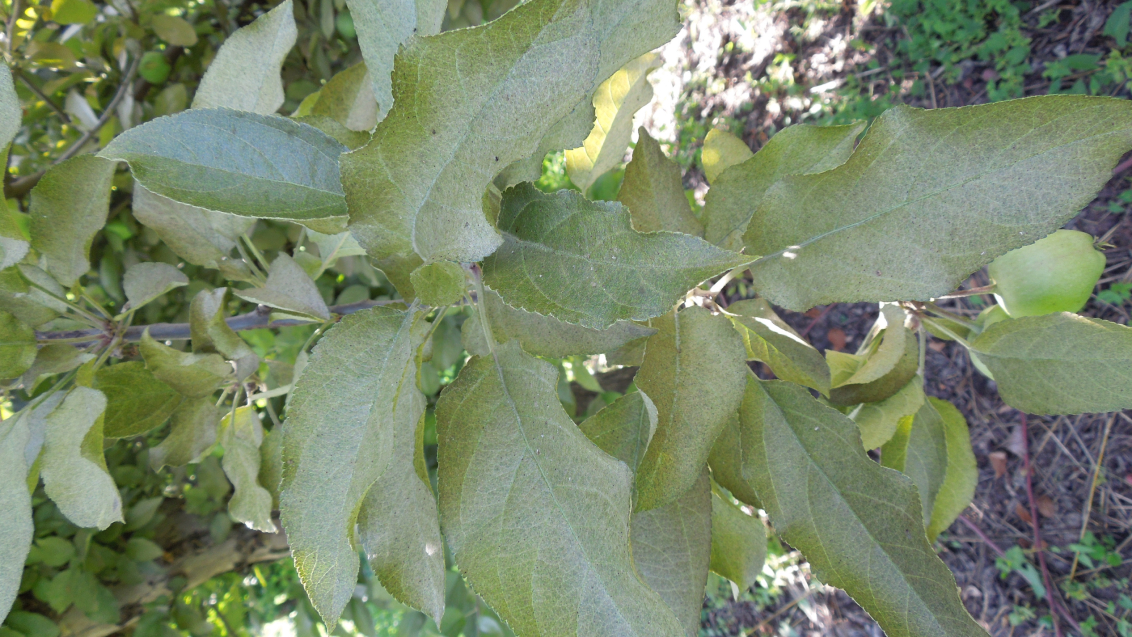 Красный плодовый клещ