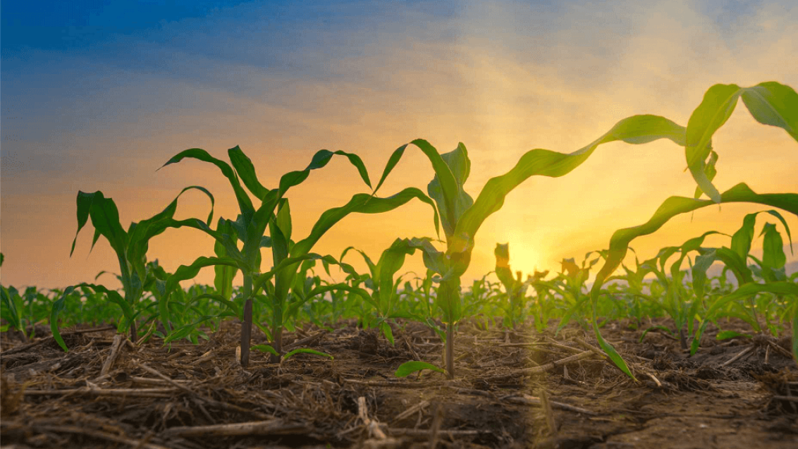 Новый бренд защиты семян Elevation