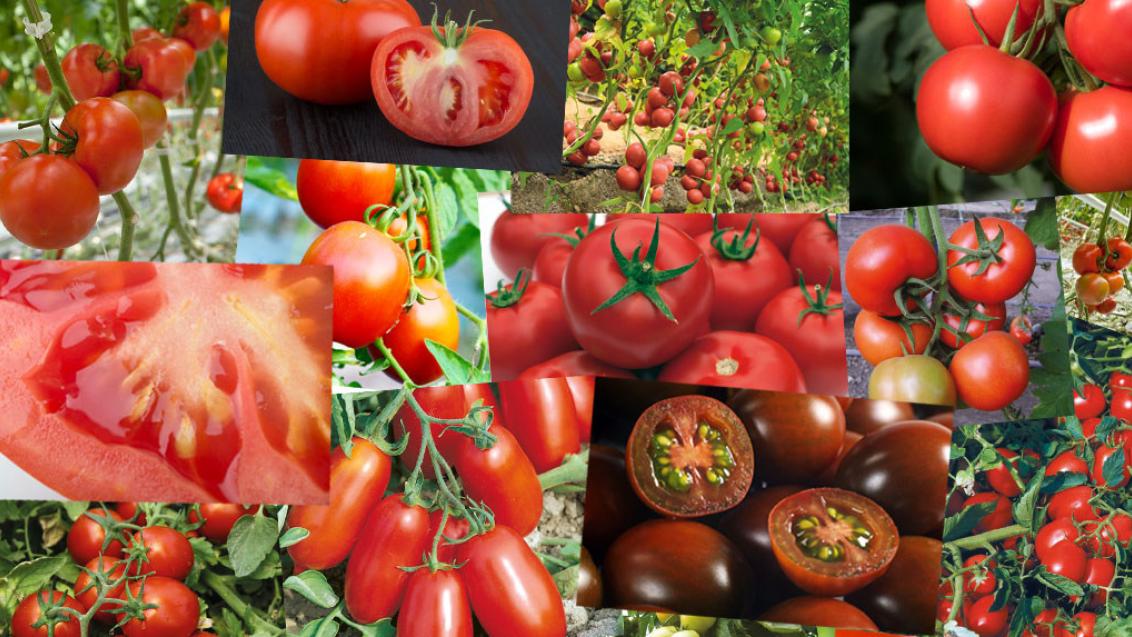 «Сингента» приняла участие в выставке «Защищенный грунт России – 2018»