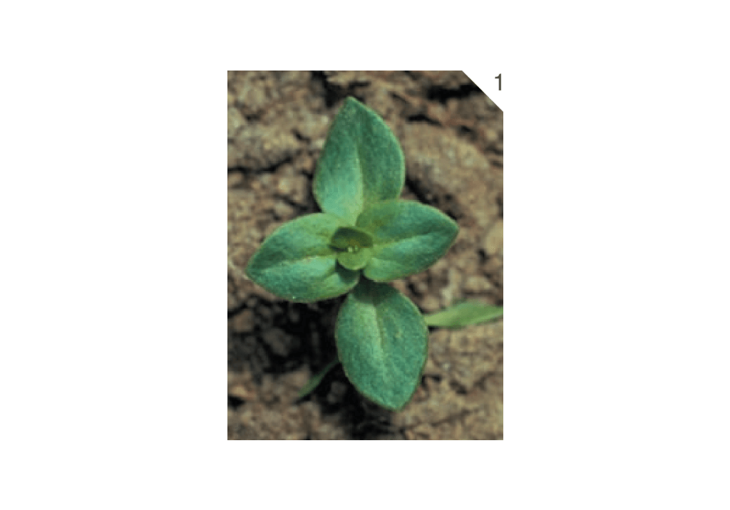 Ясколка полевая