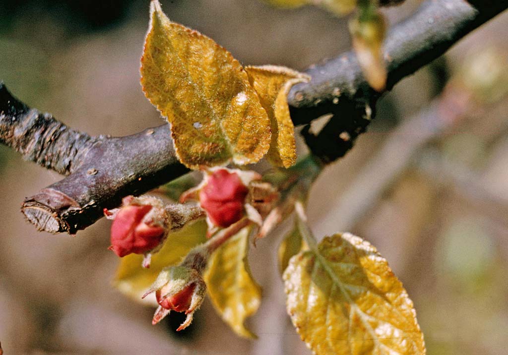 Красный плодовый клещ