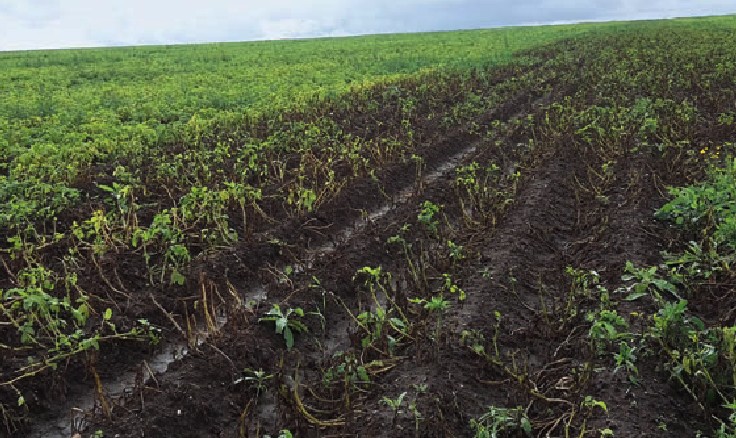 Фитофтороз картофеля