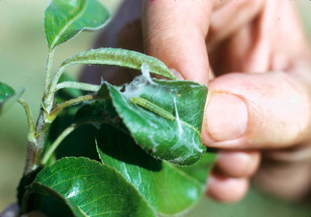 Плодовая листовертка