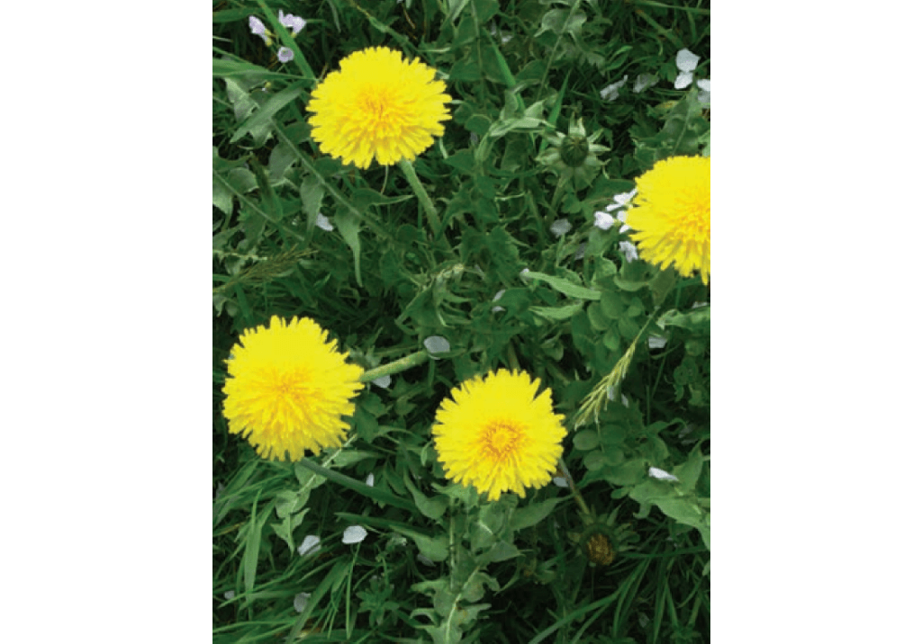 Одуванчик лекарственный