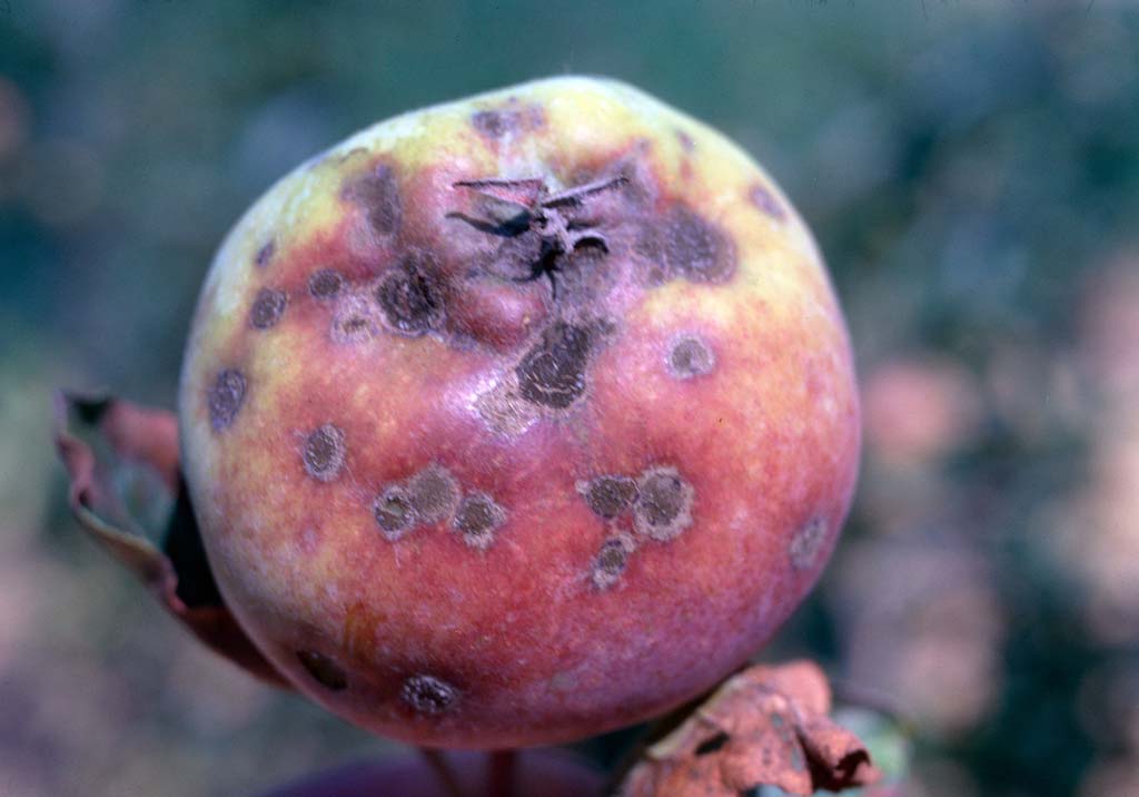 Парша яблони