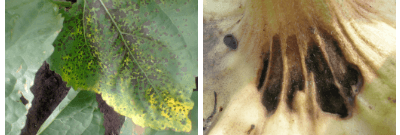 Альтернариоз (темно-бурая пятнистость) подсолнечника